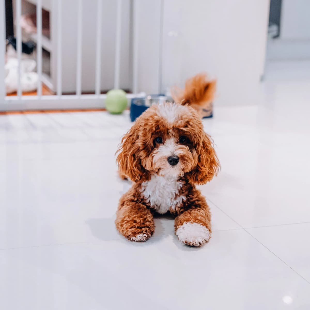 Dogs enjoying outdoor time